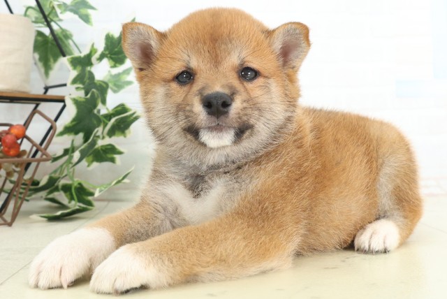 徳島県の豆柴 (Coo&RIKU徳島店/2026年4月25日生まれ/男の子/赤)の子犬の3枚目の画像