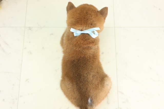 徳島県の豆柴 (Coo&RIKU徳島店/2026年4月25日生まれ/男の子/赤)の子犬の4枚目の画像