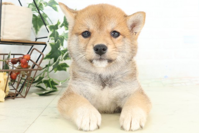 愛媛県の豆柴 (Coo&RIKU愛媛松山店/2026年4月24日生まれ/女の子/赤)の子犬の1枚目の画像
