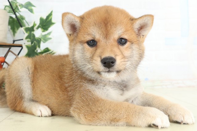 愛媛県の豆柴 (Coo&RIKU愛媛松山店/2026年4月24日生まれ/女の子/赤)の子犬の2枚目の画像