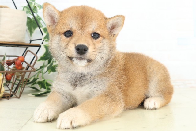 愛媛県の豆柴 (Coo&RIKU愛媛松山店/2026年4月24日生まれ/女の子/赤)の子犬の3枚目の画像
