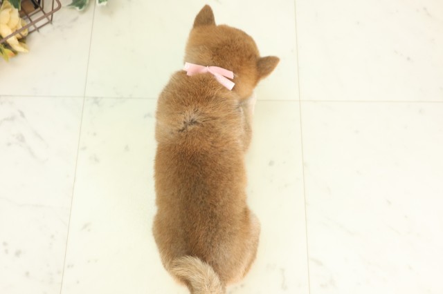 愛媛県の豆柴 (Coo&RIKU愛媛松山店/2026年4月24日生まれ/女の子/赤)の子犬の4枚目の画像