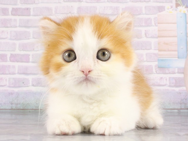 大阪府のマンチカン (Coo&RIKU梅田店/2026年4月24日生まれ/男の子/レッドタビーホワイト)の子猫の1枚目の画像