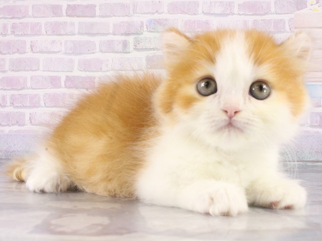 大阪府のマンチカン (Coo&RIKU梅田店/2026年4月24日生まれ/男の子/レッドタビーホワイト)の子猫の2枚目の画像