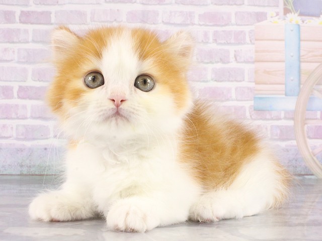 大阪府のマンチカン (Coo&RIKU梅田店/2026年4月24日生まれ/男の子/レッドタビーホワイト)の子猫の3枚目の画像