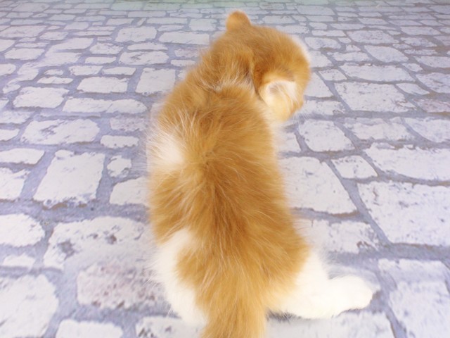 大阪府のマンチカン (Coo&RIKU梅田店/2026年4月24日生まれ/男の子/レッドタビーホワイト)の子猫の4枚目の画像