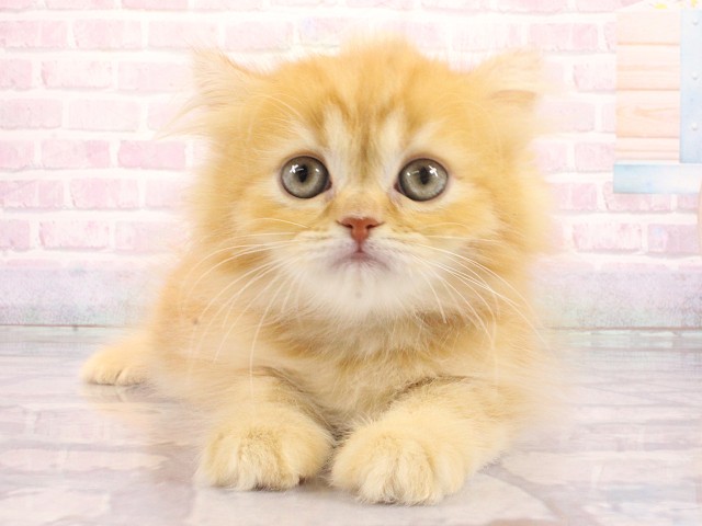 大阪府のマンチカン (Coo&RIKU和泉店/2026年4月24日生まれ/女の子/レッドタビー)の子猫の1枚目の画像