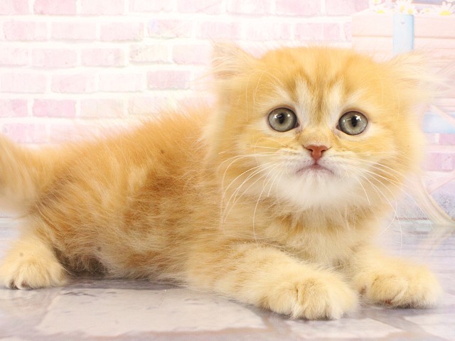 大阪府のマンチカン (Coo&RIKU和泉店/2026年4月24日生まれ/女の子/レッドタビー)の子猫の2枚目の画像