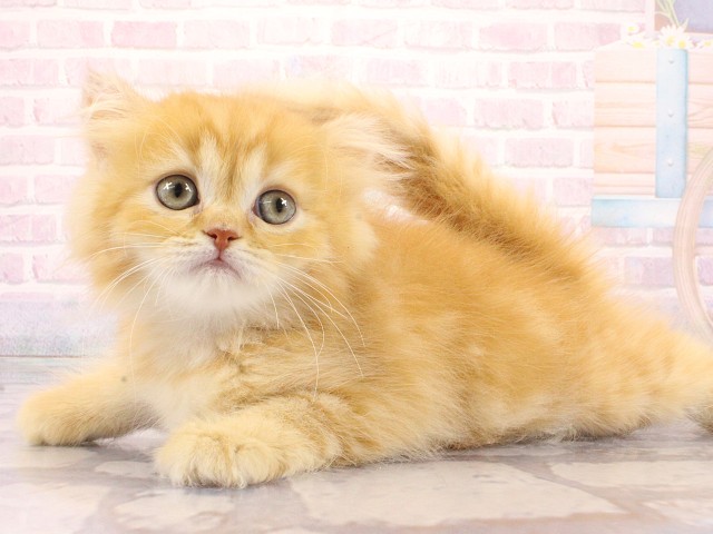 大阪府のマンチカン (Coo&RIKU和泉店/2026年4月24日生まれ/女の子/レッドタビー)の子猫の3枚目の画像
