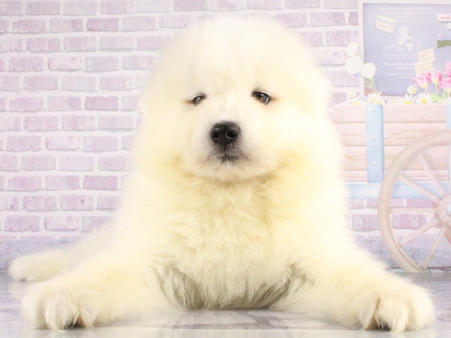 岡山県のサモエド (Coo&RIKU岡山店/2026年4月26日生まれ/男の子/ホワイト)の子犬の1枚目の画像