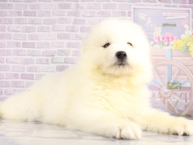 岡山県のサモエド (Coo&RIKU岡山店/2026年4月26日生まれ/男の子/ホワイト)の子犬の2枚目の画像