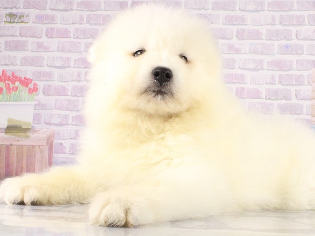 岡山県のサモエド (Coo&RIKU岡山店/2026年4月26日生まれ/男の子/ホワイト)の子犬の3枚目の画像