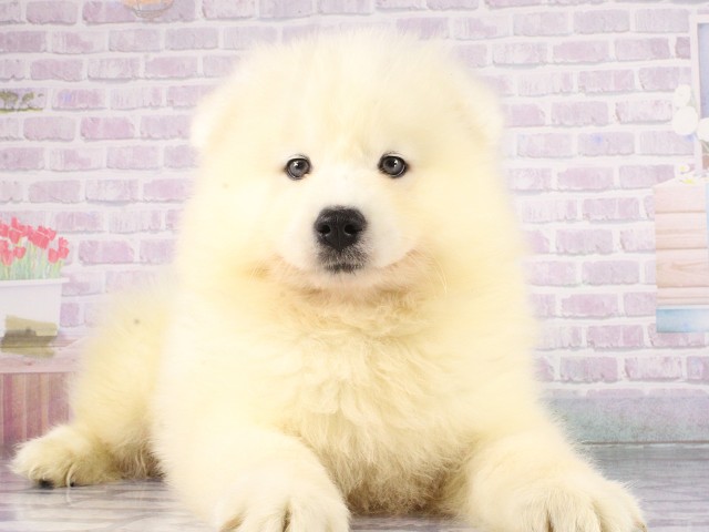 愛媛県のサモエド (Coo&RIKUイオンタウン川之江店/2026年4月26日生まれ/男の子/ホワイト)の子犬の1枚目の画像