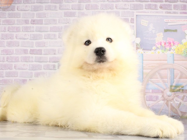 愛媛県のサモエド (Coo&RIKUイオンタウン川之江店/2026年4月26日生まれ/男の子/ホワイト)の子犬の2枚目の画像