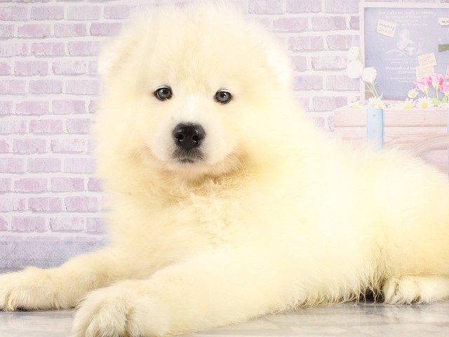 愛媛県のサモエド (Coo&RIKUイオンタウン川之江店/2026年4月26日生まれ/男の子/ホワイト)の子犬の3枚目の画像