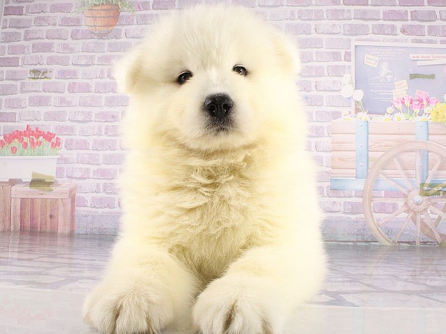 和歌山県のサモエド (Coo&RIKU和歌山店/2026年4月26日生まれ/男の子/ホワイト)の子犬の1枚目の画像