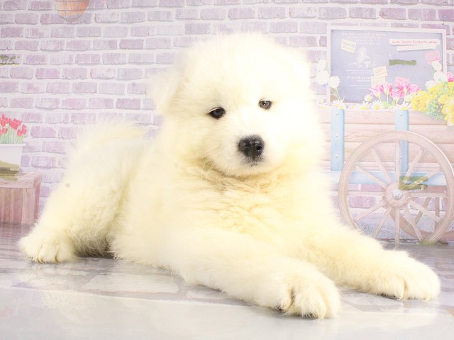 和歌山県のサモエド (Coo&RIKU和歌山店/2026年4月26日生まれ/男の子/ホワイト)の子犬の2枚目の画像