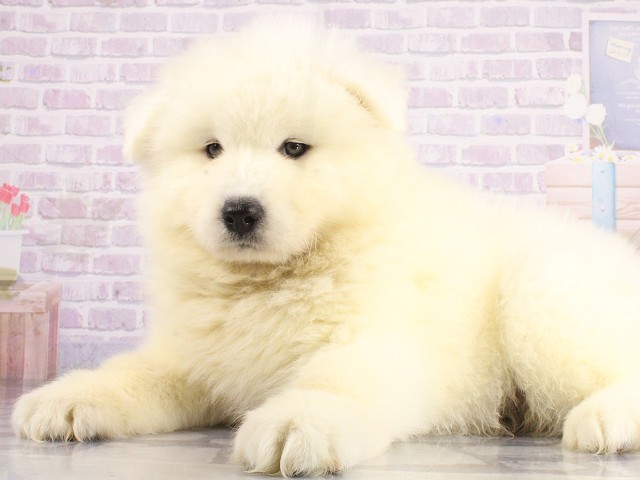 和歌山県のサモエド (Coo&RIKU和歌山店/2026年4月26日生まれ/男の子/ホワイト)の子犬の3枚目の画像