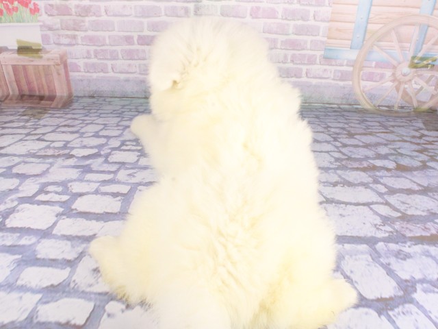 和歌山県のサモエド (Coo&RIKU和歌山店/2026年4月26日生まれ/男の子/ホワイト)の子犬の4枚目の画像