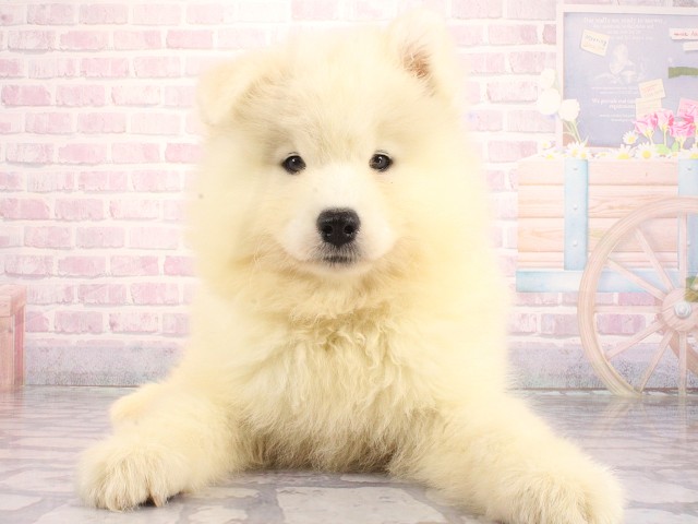 大阪府のサモエド (Coo&RIKU枚方店/2026年4月26日生まれ/女の子/ホワイト)の子犬