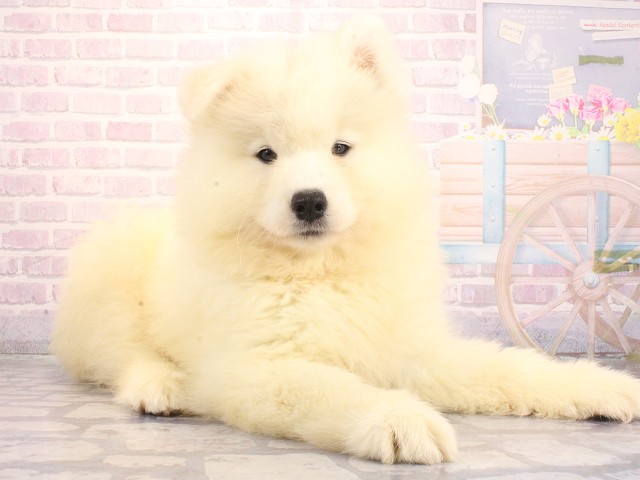 大阪府のサモエド (Coo&RIKU枚方店/2026年4月26日生まれ/女の子/ホワイト)の子犬の2枚目の画像