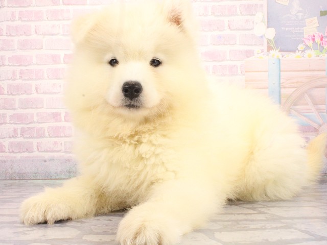 大阪府のサモエド (Coo&RIKU枚方店/2026年4月26日生まれ/女の子/ホワイト)の子犬の3枚目の画像
