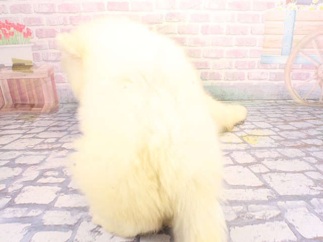 大阪府のサモエド (Coo&RIKU枚方店/2026年4月26日生まれ/女の子/ホワイト)の子犬の4枚目の画像