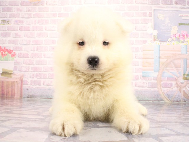 兵庫県のサモエド (Coo&RIKU姫路店/2026年4月26日生まれ/女の子/ホワイト)の子犬
