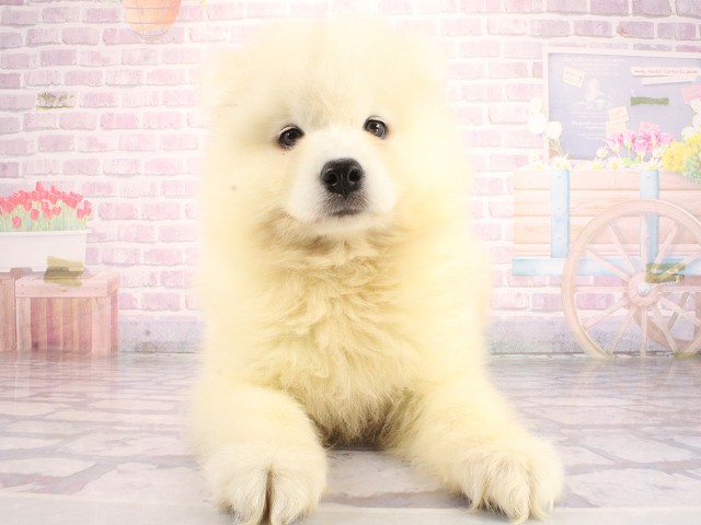 兵庫県のサモエド (Coo&RIKU尼崎店/2026年4月26日生まれ/女の子/ホワイト)の子犬