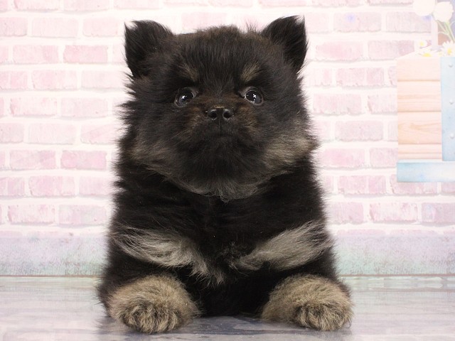 大阪府のポメラニアン (Coo&RIKU天王寺店/2026年4月19日生まれ/女の子/ブラックタン)の子犬