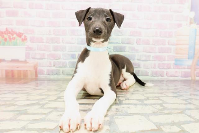 福井県のイタリアングレーハウンド (Coo&RIKU福井店/2026年4月22日生まれ/男の子/シールホワイト)の子犬