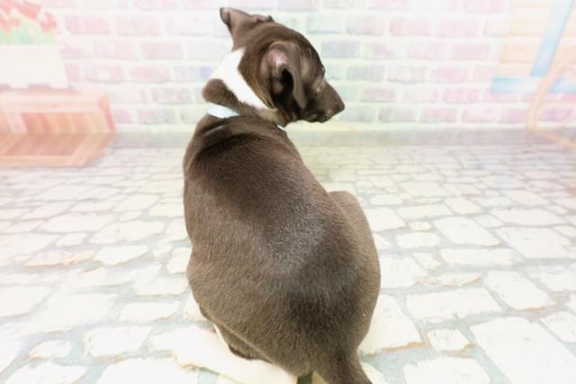 福井県のイタリアングレーハウンド (Coo&RIKU福井店/2026年4月22日生まれ/男の子/シールホワイト)の子犬の4枚目の画像