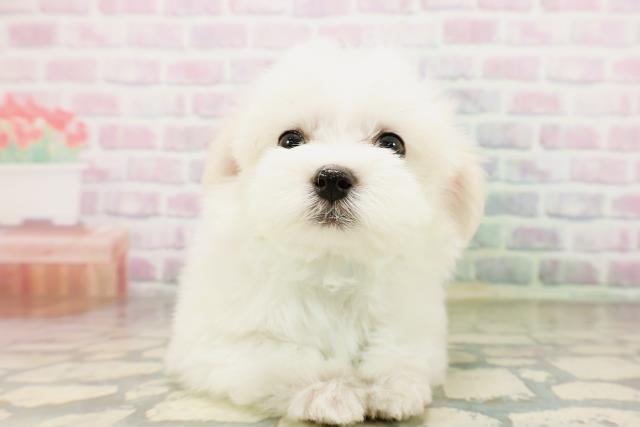 北海道のマルチーズ (Coo&RIKU札幌西店/2026年4月24日生まれ/男の子/ホワイト)の子犬の1枚目の画像
