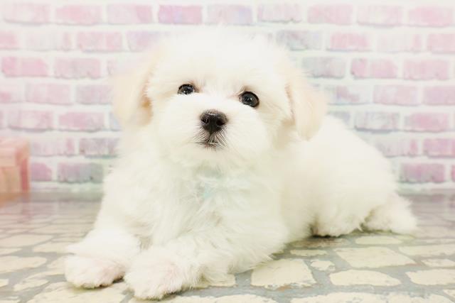 北海道のマルチーズ (Coo&RIKU札幌西店/2026年4月24日生まれ/男の子/ホワイト)の子犬の2枚目の画像