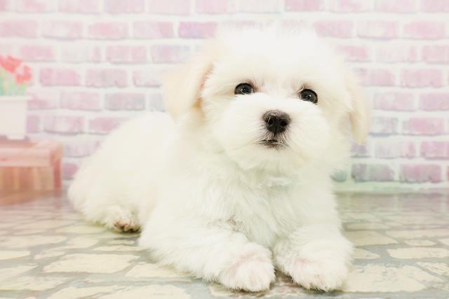 北海道のマルチーズ (Coo&RIKU札幌西店/2026年4月24日生まれ/男の子/ホワイト)の子犬の3枚目の画像