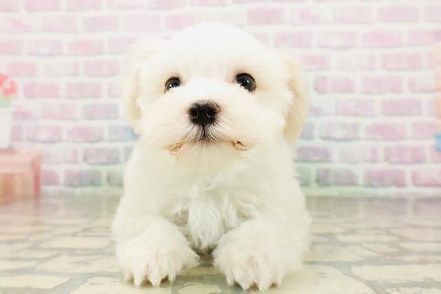 富山県のマルチーズ (Coo&RIKU富山店/2026年4月26日生まれ/男の子/ホワイト)の子犬