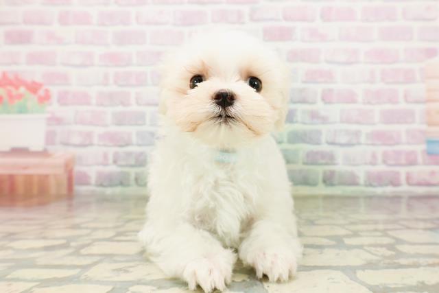 茨城県のマルチーズ (Coo&RIKU水戸店/2026年4月26日生まれ/男の子/ホワイト)の子犬