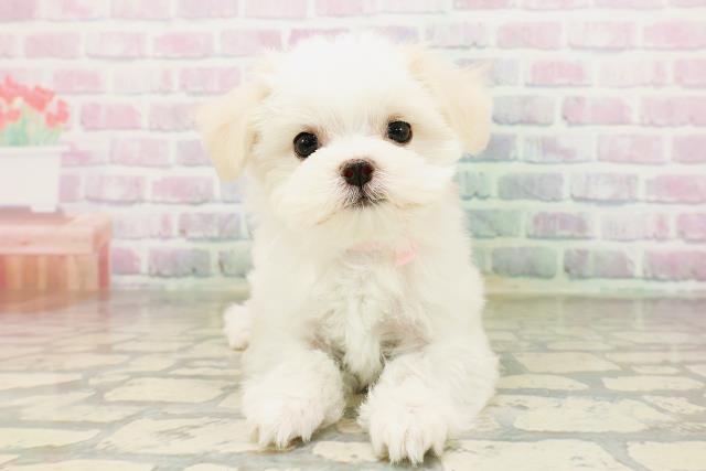 神奈川県のマルチーズ (Coo&RIKU相模原店/2026年4月26日生まれ/女の子/ホワイト)の子犬の1枚目の画像