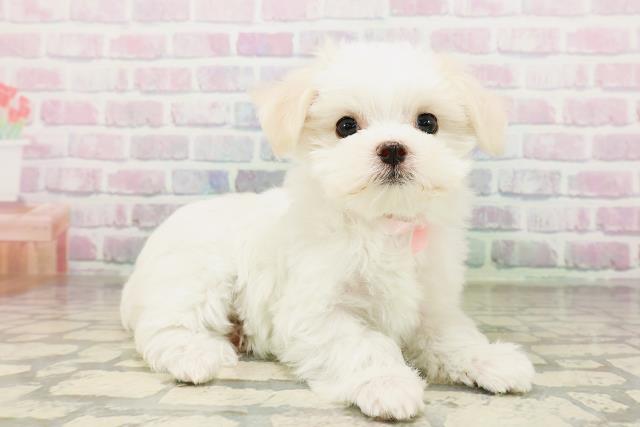 神奈川県のマルチーズ (Coo&RIKU相模原店/2026年4月26日生まれ/女の子/ホワイト)の子犬の3枚目の画像
