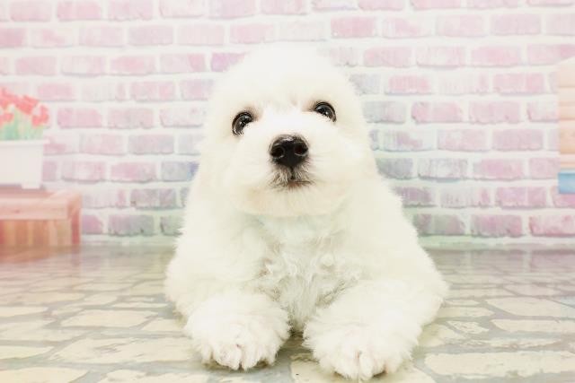 新潟県のビションフリーゼ (Coo&RIKU上越店/2026年4月26日生まれ/男の子/ホワイト)の子犬