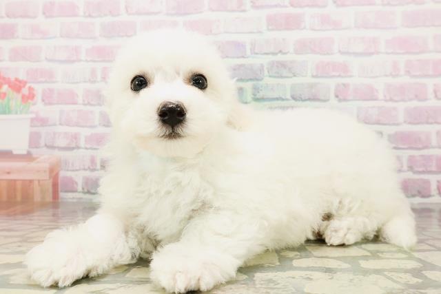 新潟県のビションフリーゼ (Coo&RIKU上越店/2026年4月26日生まれ/男の子/ホワイト)の子犬の2枚目の画像