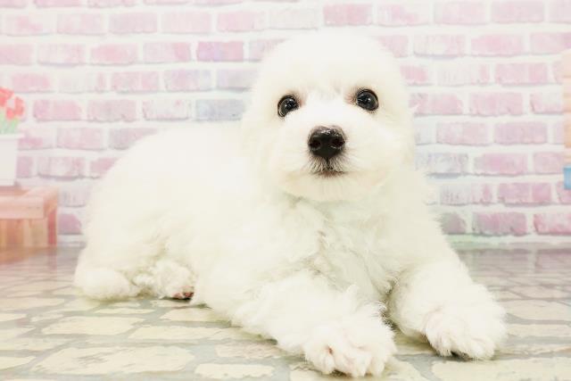 新潟県のビションフリーゼ (Coo&RIKU上越店/2026年4月26日生まれ/男の子/ホワイト)の子犬の3枚目の画像