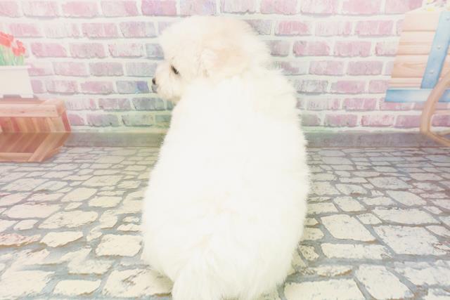 新潟県のビションフリーゼ (Coo&RIKU上越店/2026年4月26日生まれ/男の子/ホワイト)の子犬の4枚目の画像
