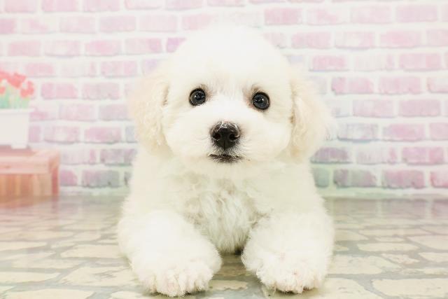 長野県のビションフリーゼ (Coo&RIKU綿半庄内店/2026年4月26日生まれ/男の子/ホワイト)の子犬の1枚目の画像