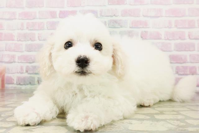 長野県のビションフリーゼ (Coo&RIKU綿半庄内店/2026年4月26日生まれ/男の子/ホワイト)の子犬の2枚目の画像
