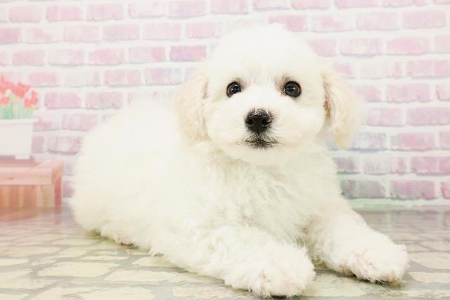 長野県のビションフリーゼ (Coo&RIKU綿半庄内店/2026年4月26日生まれ/男の子/ホワイト)の子犬の3枚目の画像
