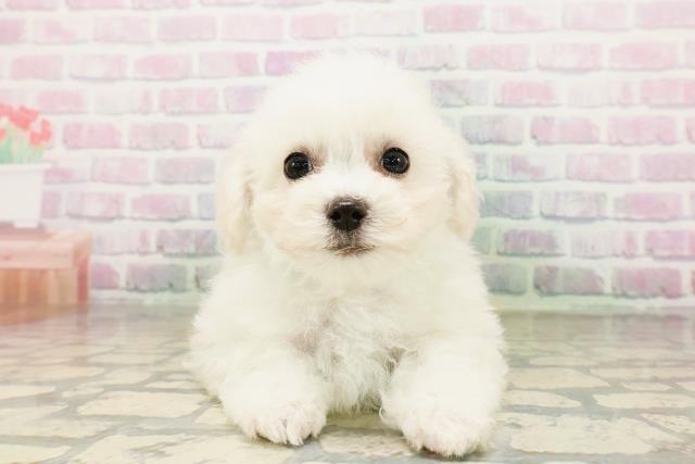 兵庫県のビションフリーゼ (Coo&RIKU神戸垂水店/2026年4月26日生まれ/男の子/ホワイト)の子犬
