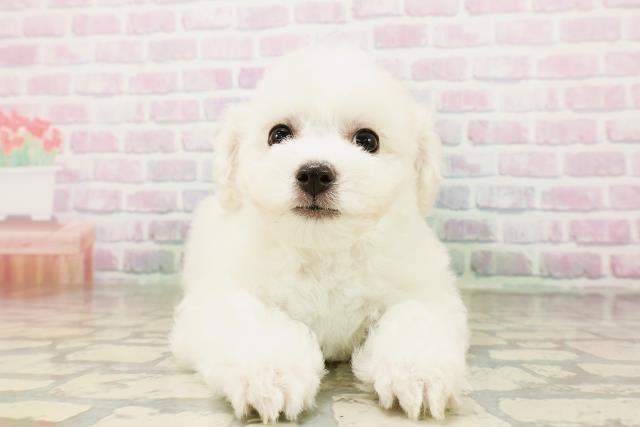 北海道のビションフリーゼ (Coo&RIKU函館店/2026年4月26日生まれ/女の子/ホワイト)の子犬の1枚目の画像