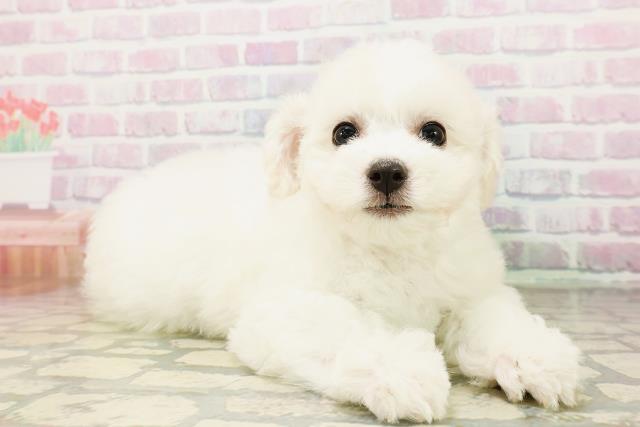 北海道のビションフリーゼ (Coo&RIKU函館店/2026年4月26日生まれ/女の子/ホワイト)の子犬の3枚目の画像