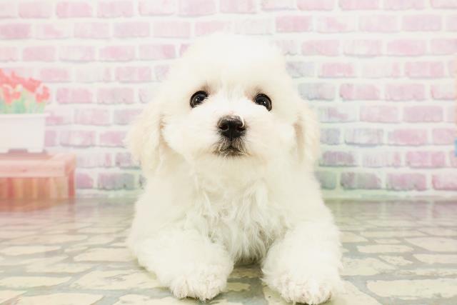 北海道のビションフリーゼ (Coo&RIKU札幌東店/2026年4月26日生まれ/女の子/ホワイト)の子犬の1枚目の画像